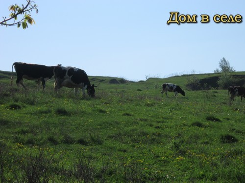 Коровы пасутся на лугу