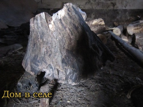 Полено черешни