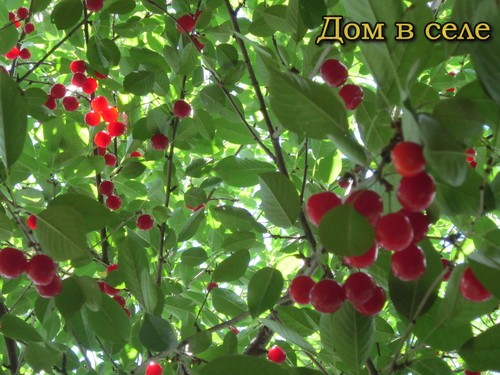 Вишня как бизнес